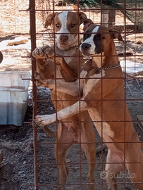 American Staffordshire Terrier