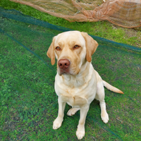 Maschio di Labrador per monta