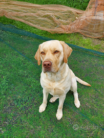 Maschio di Labrador per monta