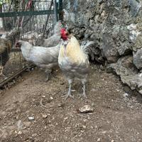 Araucana inglesi, color lavanda