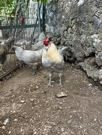 Araucana inglesi, color lavanda