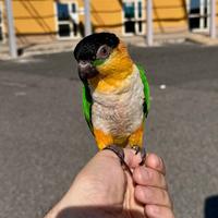 Pappagallo caicco testa nera