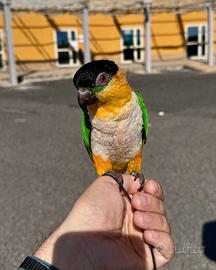 Pappagallo caicco testa nera