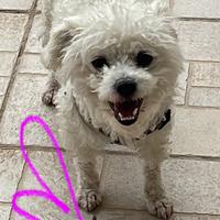 Cucciola di Maltese, pura razza, femmina