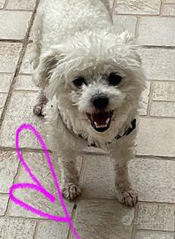 Cucciola di Maltese, pura razza, femmina