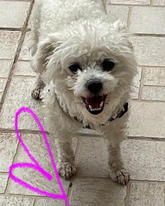 Cucciola di Maltese, pura razza, femmina