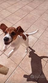 Jack Russell da monta