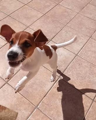 Jack Russell da monta