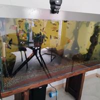 Acquario 250 litri con pesci tropicali