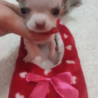 Chihuahua mini toy