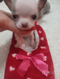 Chihuahua mini toy