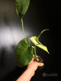 Monstera devil + medusa