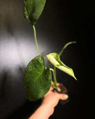 Monstera devil + medusa