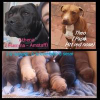 3 cuccioli con padre Pitt e mamma Amstaff