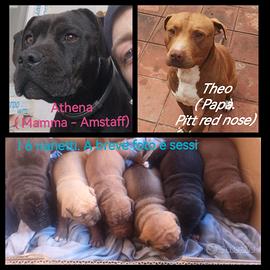 3 cuccioli con padre Pitt e mamma Amstaff