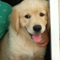 Cuccioli GOLDEN RETRIEVER