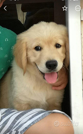 Cuccioli GOLDEN RETRIEVER