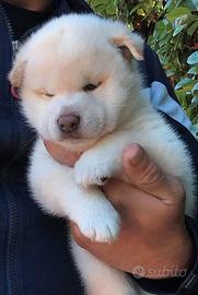 Dolcissimo cucciolo Shiba