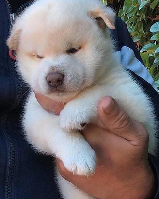 Dolcissimo cucciolo Shiba