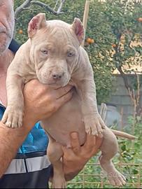 American bully
