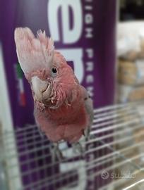Pullo Cacatua Rosa