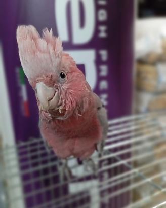 Pullo Cacatua Rosa