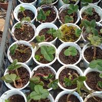 Piantine di fragole 
