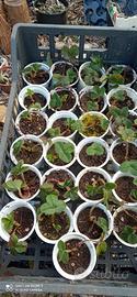 Piantine di fragole 