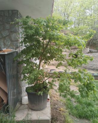 Acero Palmato Verde (10-11 anni) – Vero Aff