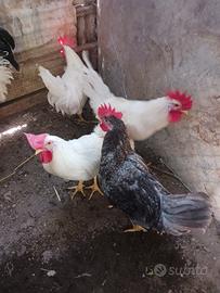 Gallo