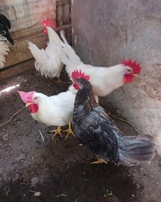Gallo
