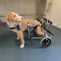 Carrellini per cani e altri animali disabili