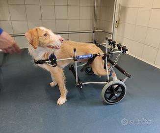 Carrellini per cani e altri animali disabili