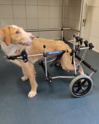 Carrellini per cani e altri animali disabili