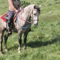 Cavalla
