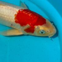 Carpa KOI Koaku 40 cm
