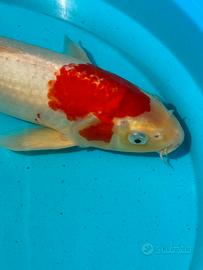 Carpa KOI Koaku 40 cm