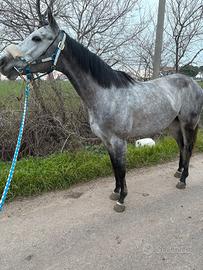 Cavallo purosangue inglese