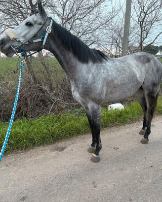 Cavallo purosangue inglese