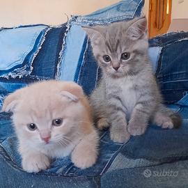 Cuccioli Scottish fold e Scottish straight