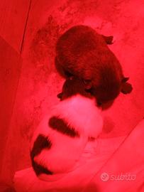 Cuccioli di pomerania