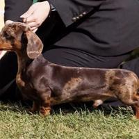 Bassotto ARLECCHINO X ACCOPPIAMENTO Pedigree ENCI