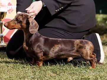 Bassotto ARLECCHINO X ACCOPPIAMENTO Pedigree ENCI