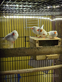 Coppia di bengalini/diamantini bianchi