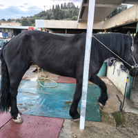 Cavalla Percheron 5 anni