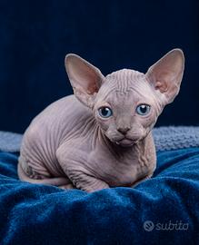 Cuccioli di Sphynx disponibili