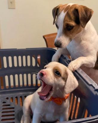 Cuccioli jack Russell maschi 2 mesi