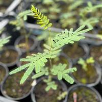 Mimosa Luna D’argento