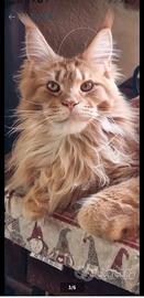 Maine coon