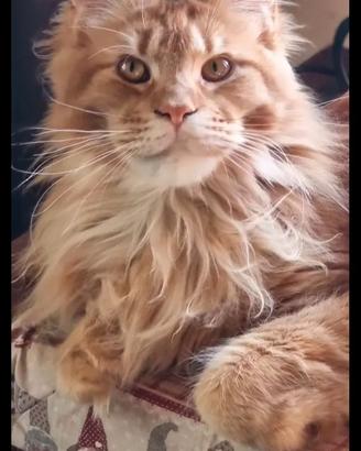 Maine coon